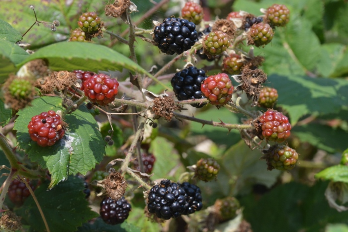 blackberry bush closeup